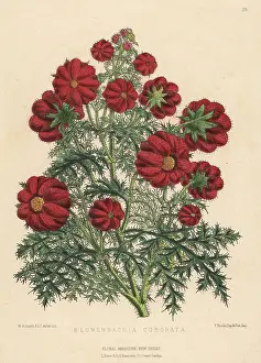 Volume 3: Caiophora coronata