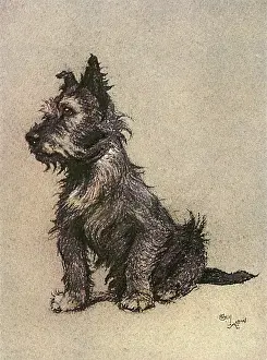 Wiry: Cairn Terrier