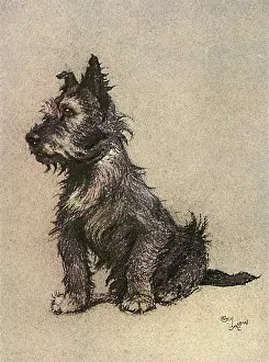Wiry: Cairn Terrier