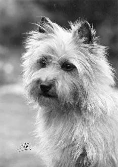 Thomas Fall: CAIRNS TERRIER/1963