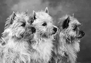 Thomas Fall: THREE CAIRNS TERRIERS