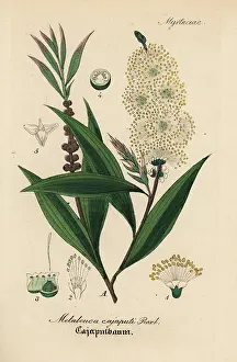 Melaleuca: Cajuput or white samet, Melaleuca cajuputi