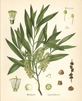 Melaleuca: Cajuput or white samet, Melaleuca cajuputi