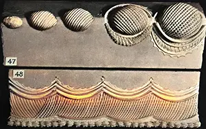 Lattice: Cake Border and Side Scroll Designs