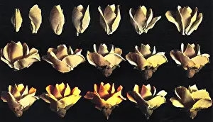 Pastries: Cake design, flower making