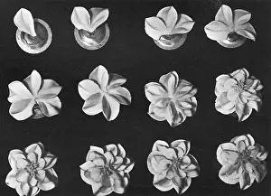 Makeing: Cake design, flower making, Dahlias