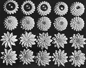 Makeing: Cake design, flower making. Dahlias