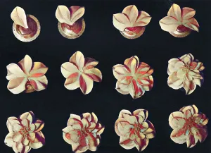 Pastries: Cake design, flower making, Dahlias