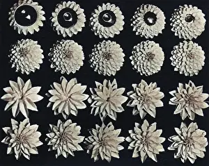 Pastries: Cake design, flower making. Dahlias