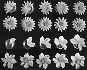 Makeing: Cake design, flower making, Daisy Details