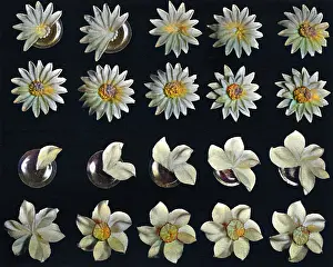 Pastries: Cake design, flower making, Daisy Details