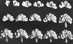 Makeing: Cake design, flower making, the Half Carnation