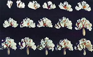 Pastries: Cake design, flower making, the Half Carnation
