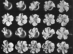 Petunia: Cake design, flower making, Petunia, Wild Rose