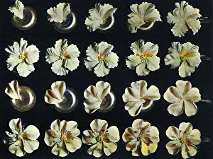 Petunia: Cake design, flower making, Petunia, Wild Rose