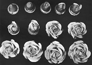 Makeing: Cake design, flower making. The Rose