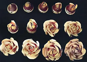 Pastries: Cake design, flower making. The Rose