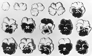Pansy: Cake design, flower making. Stages in Pansy Making