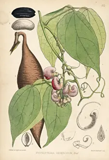 Toxin: Calabar bean or ordeal bean, Physostigma venenosum