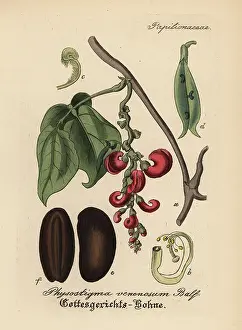 Calabar: Calabar bean or ordeal bean, Physostigma venenosum