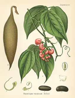Calabar: Calabar bean or ordeal bean, Physostigma venenosum