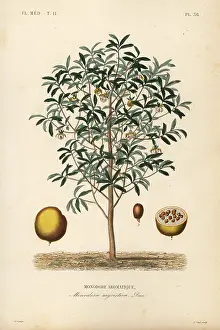 Calabash: Calabash nutmeg, Monodora myristica