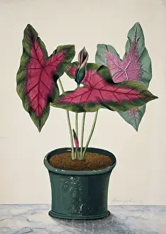 Polydore: Caladium bicolor, caladium
