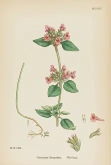 Clinopodium: CALAMINTHA CLINOPODIUM