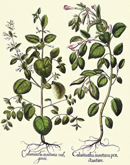 Basilius: Calamintha montana