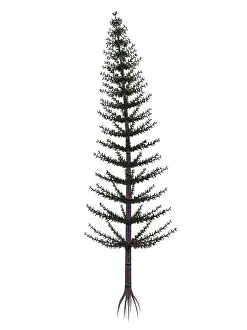 Sporophyte: Calamites prehistoric tree from the Carboniferous and ?