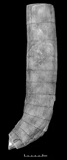 Kenrick: Calamites sp. cast of trunk