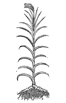 Pepper: Calamus, Alchemy Plant