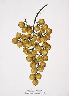 Arecaceae: Calamus viminalis, rattan fruit