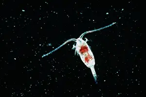 Plankton: Calanoid, planktonic copepod
