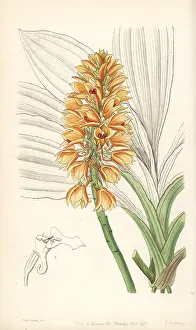 Pulchra: Calanthe pulchra orchid