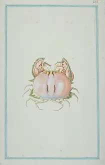 1722 C: Calappa philargius, box crab