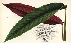 Maranta: Calathea nigrocostata