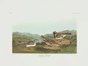Lapland: Calcarius lapponicus, Lapland longspur