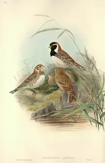 Lapland: Calcarius lapponicus, Lapland longspur