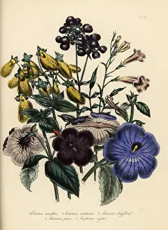 Cobweb: Calceolaria and achimenes species