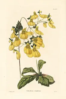 Shotter: Calceolaria corymbosa