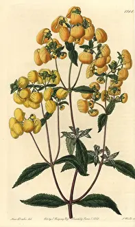 Ridgway: Calceolaria integrifolia