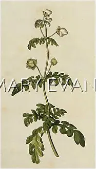 Pinnata: CALCEOLARIA PINNATA