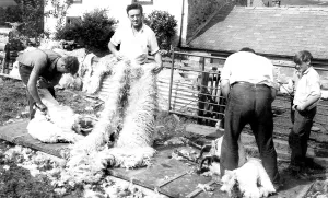 Shearing: Caldbeck, Sheep Shearing c1955