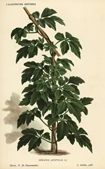 Pannemaeker: Calea pinnatifida