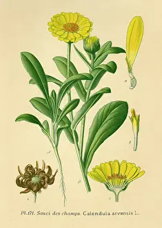 Homeopathy: Calendula Arvensis