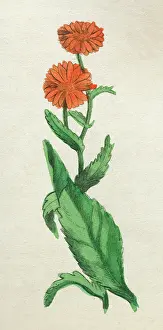 Officinalis: CALENDULA OFFICINALIS