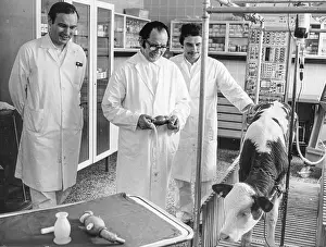 Veterinarian: Calf with artificial heart