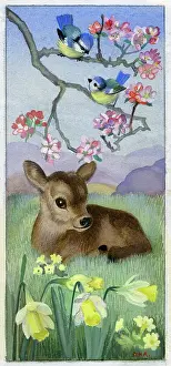 Tits: Calf with blue tits and daffodils