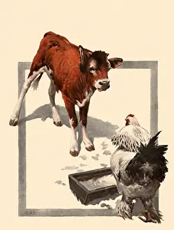 Trough: Calf and Chicken